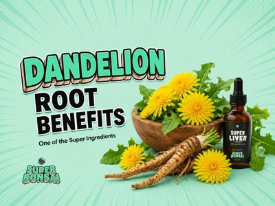 Dandelion Root Benefits Explained by SuperBonsai