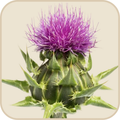 Purple milk thistle flower used as a source of silymarin by SuperBonsai